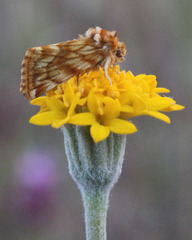 Xanthothrix neumoegeni