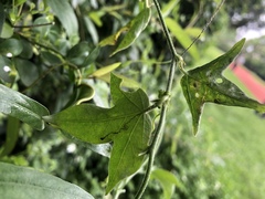 Passiflora suberosa