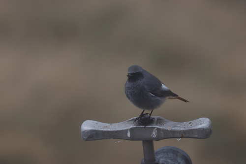 Black Redstart