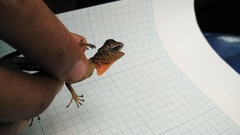 Draco