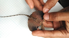 Draco