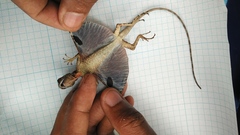 Draco