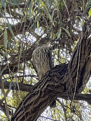 Cooper's Hawk