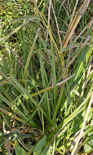 Scirpus sylvaticus, 2026-10-11