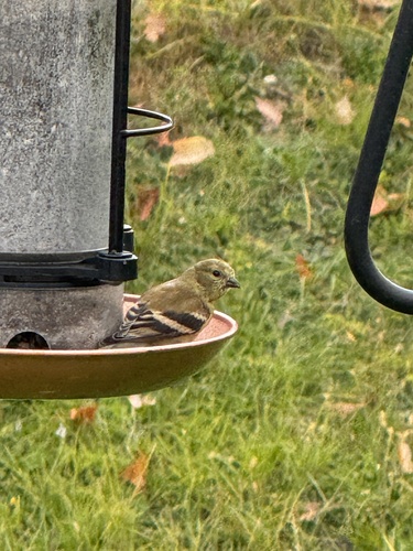 American Goldfinch