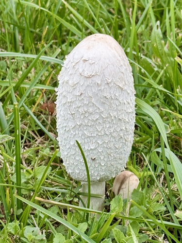 Shaggy Mane