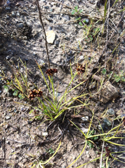 Juncus phaeocephalus