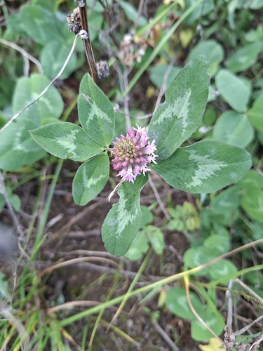 Red Clover