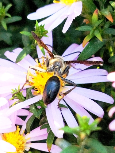 Isodontia mexicana observed 2026-10-11