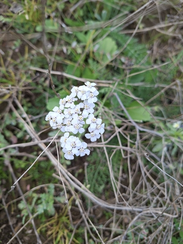 common yarrow