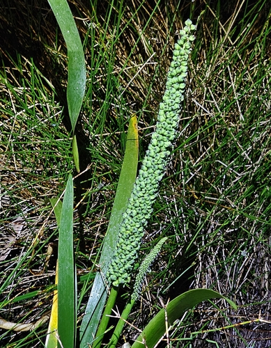 Cycnogeton procerum observed 2026-10-11