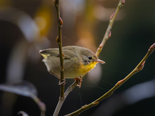 Common Yellowthroat