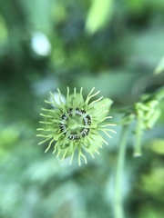 Passiflora suberosa