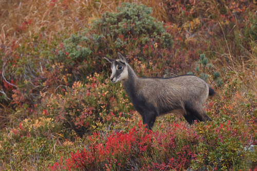 Northern Chamois