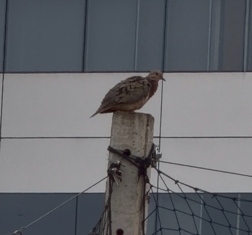 Eared Dove