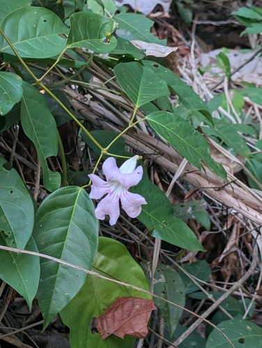 Bignonia aequinoctialis, 2026-10-10