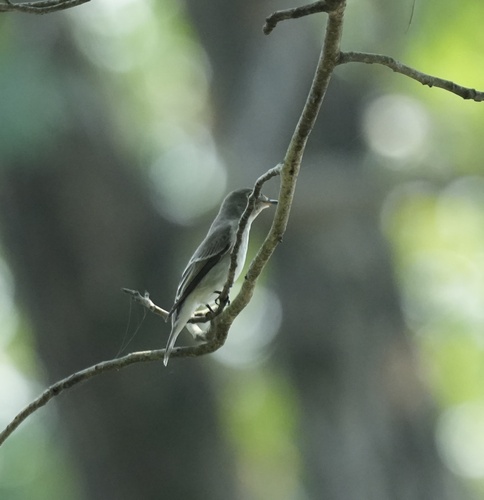 Asian Brown Flycatcher