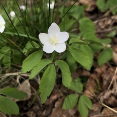Anemonoides quinquefolia