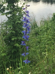 Delphinium carolinianum