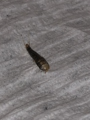 Lepisma
