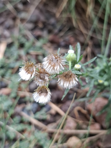 Flax-leaved Horseweed