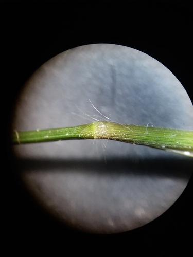 Image of Short-Leaved Witchgrass (Dichanthelium curtifolium) by (c) Will McFarland, some rights reserved (CC BY)