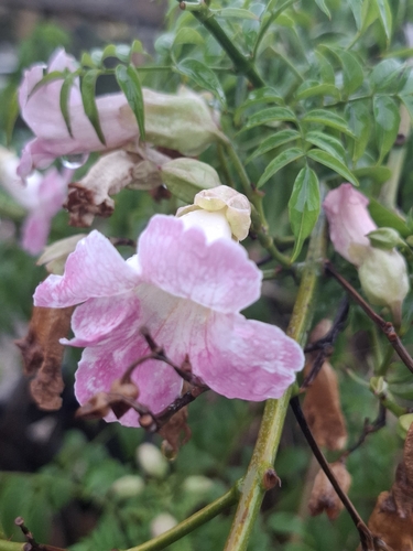 Pink Trumpet Vine