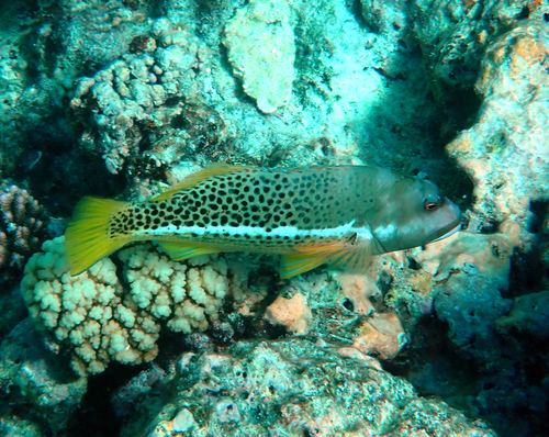 Paracirrhites hemistictus observed 2026-10-10