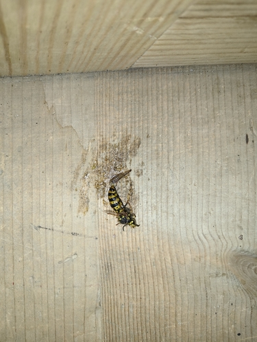 German Yellowjacket
