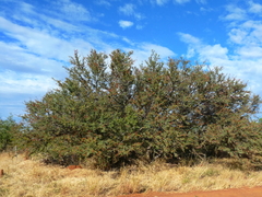 Lysiphyllum cunninghamii