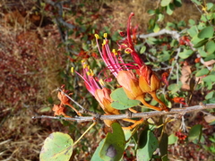 Lysiphyllum cunninghamii