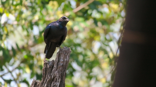 iNaturalist image