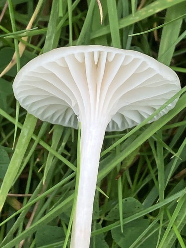 Snowy Waxcap