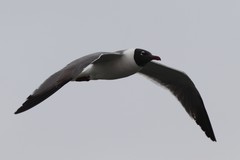 Leucophaeus atricilla megalopterus