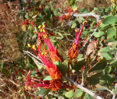 Lysiphyllum cunninghamii
