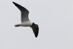 Leucophaeus atricilla megalopterus