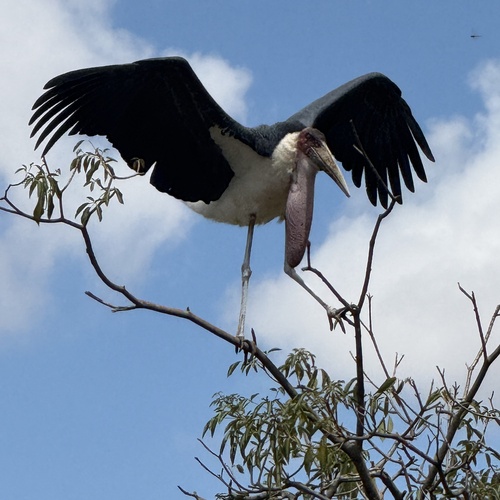 Marabou Stork