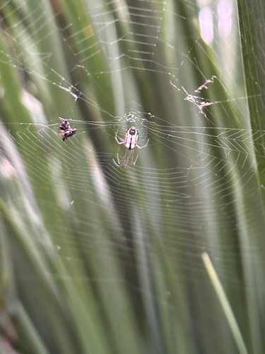 Leucauge volupis