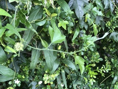 Passiflora suberosa