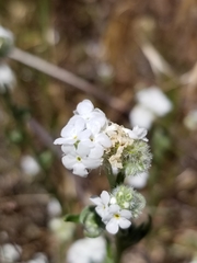 Cryptantha intermedia intermedia
