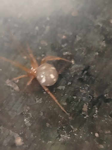 Red House Spider