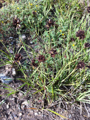 Juncus phaeocephalus