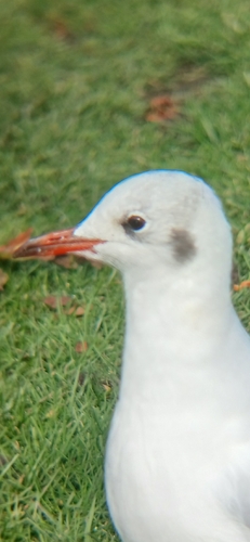 Black-headed Gull