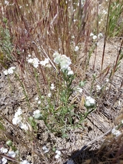 Cryptantha intermedia intermedia