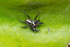 Carrhotus coronatus