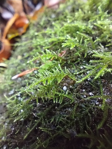 Cratoneuron filicinum observed 2026-10-10