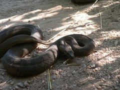 Thamnophis rufipunctatus