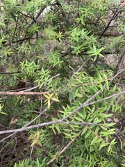 Acrotriche divaricata