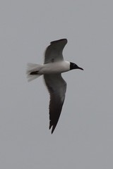 Leucophaeus atricilla megalopterus