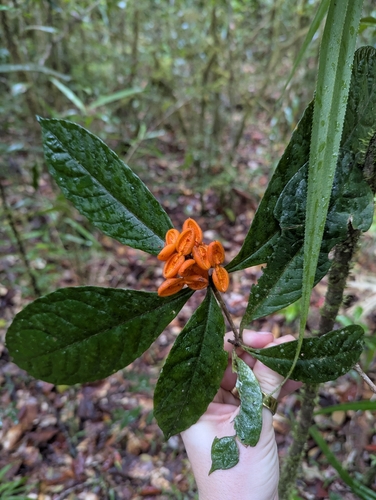 Pittosporum rubiginosum observed 2026-10-02